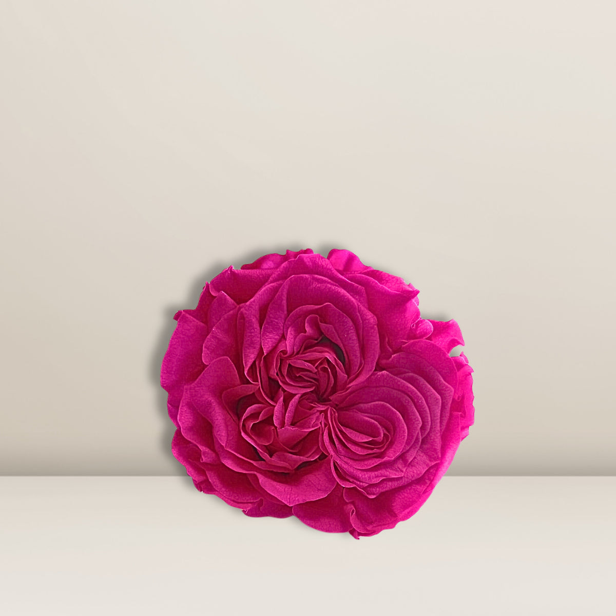 Infinity - Hoja Romantic Pink