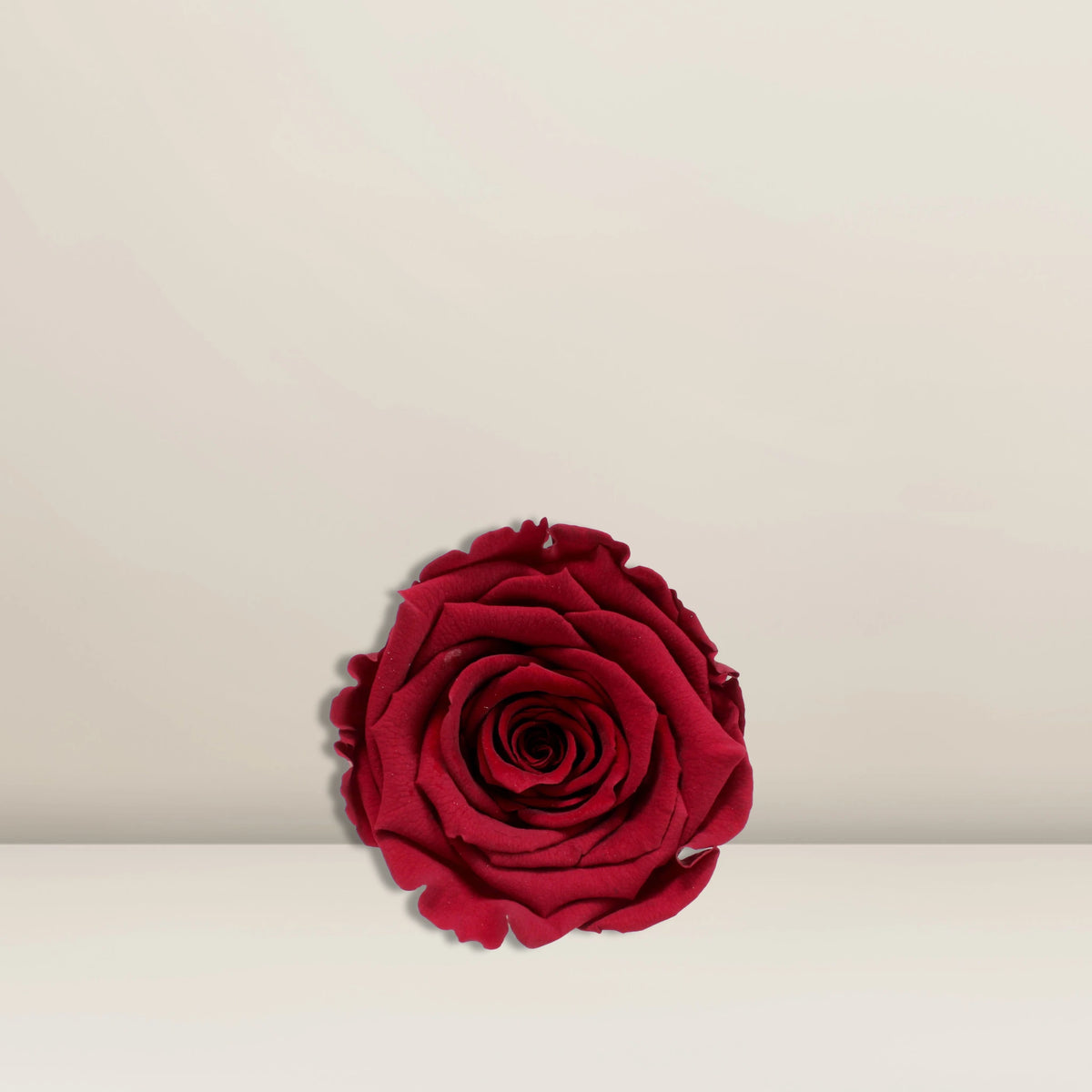 Infinity Rose Rot