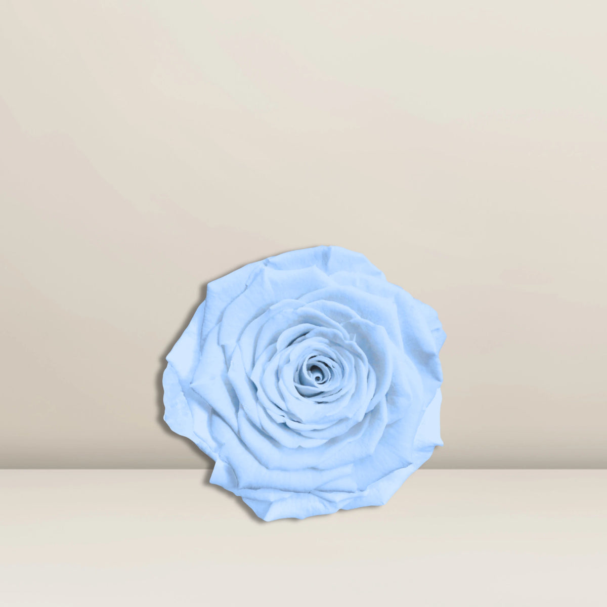 Infinity Rose Baby Blau