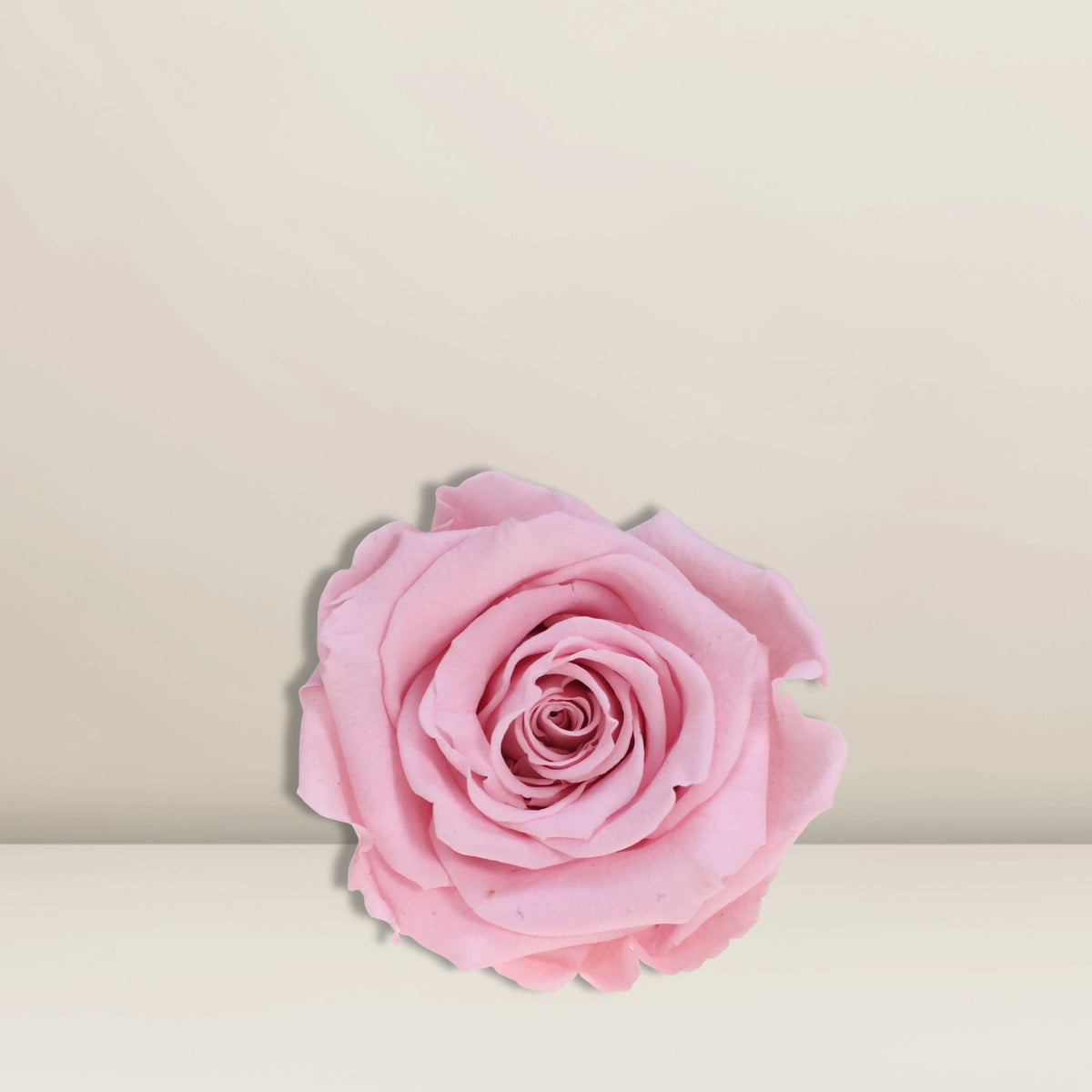 Infinity Rose Rosa