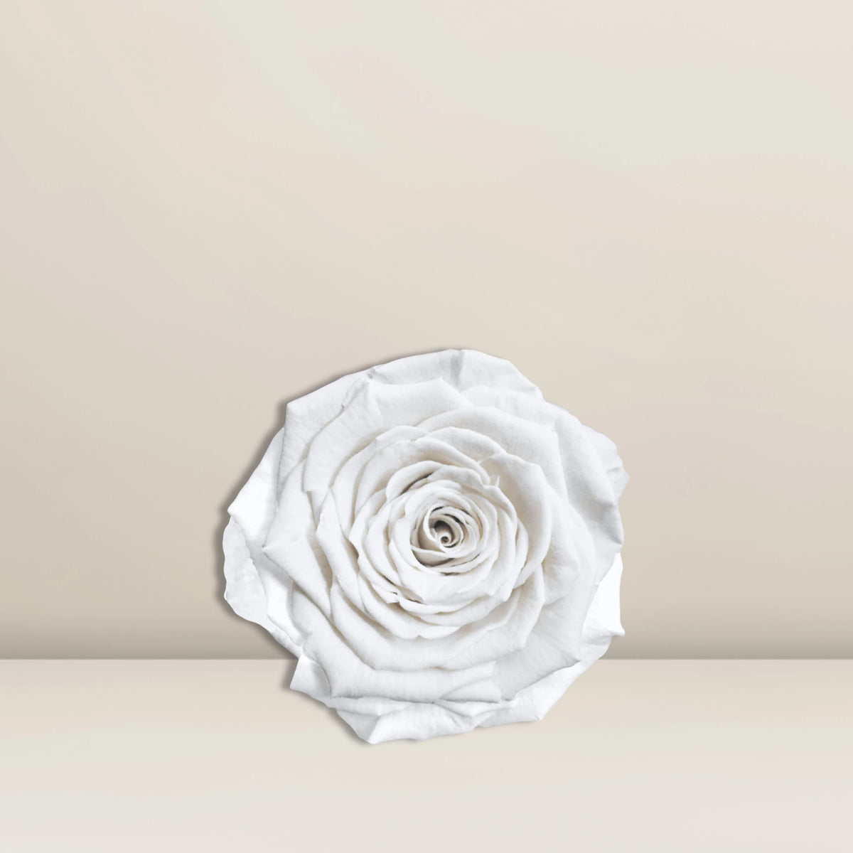 Infinity Rose Weiß
