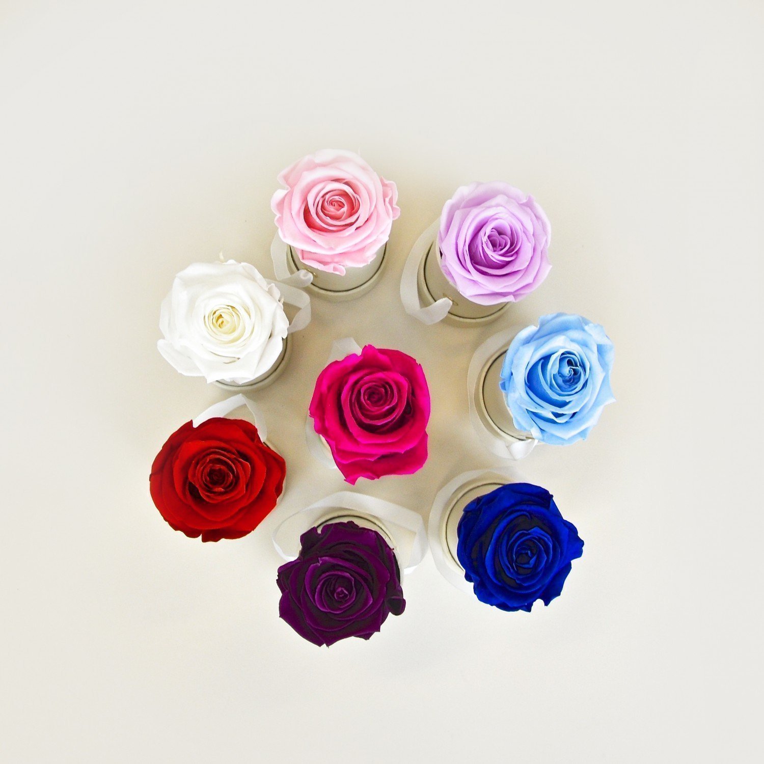 Rosa Infinity Rose